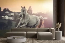 Fototapeta: Portret białego konia arabskiego na łące