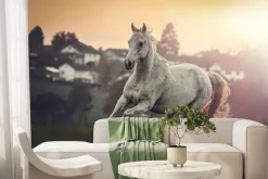 Fototapeta: Portret białego konia arabskiego na łące