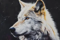 Fototapeta: Portret dorosłego wilka na ciemnym tle