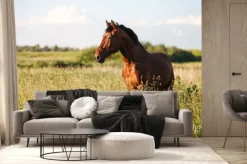 Fototapeta: Portret konia bay w wysokiej trawie w lecie