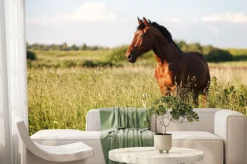 Fototapeta: Portret konia bay w wysokiej trawie w lecie