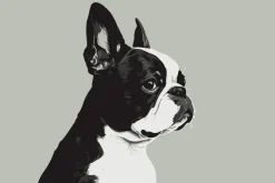 Fototapeta: Portret psa buldog francuski