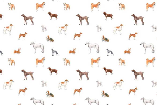 Fototapeta: Różnorodne rasowe psy na białym tle