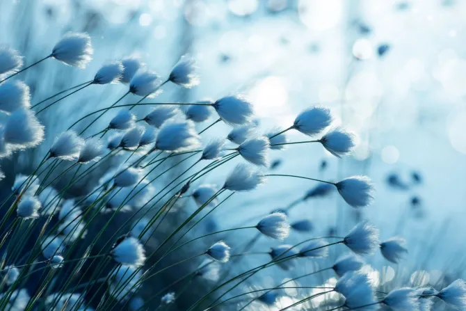 Fototapeta: Roślina bawełna w odcieniu niebieskim