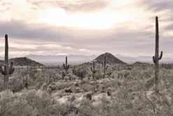 Fototapeta: Roślinna pustynia z kaktusami i skałami