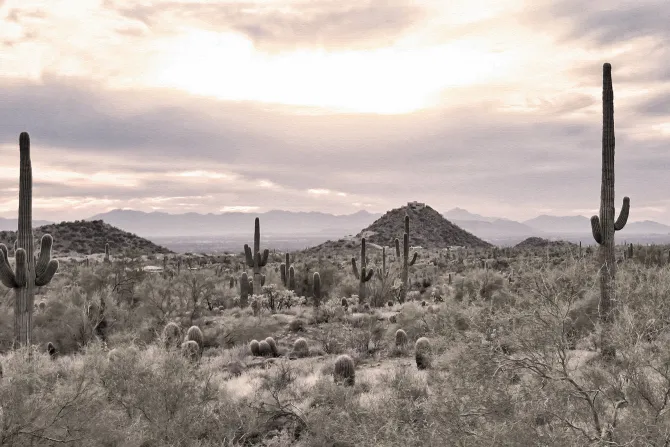 Fototapeta: Roślinna pustynia z kaktusami i skałami