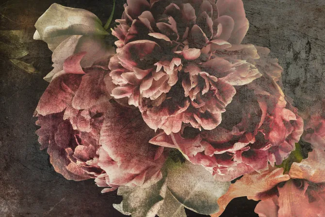 Fototapeta: Romantyczne piwonie