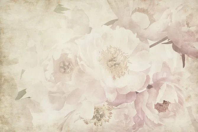 Fototapeta: Romantyczne piwonie w stylu retro