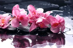 Fototapeta: Różowa orchidea ma tafli wody