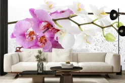 Fototapeta: Różowe i białe storczyki na kroplach wody