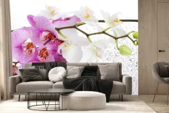 Fototapeta: Różowe i białe storczyki na kroplach wody