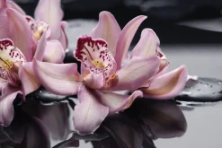 Fototapeta: Różowe storczyki na wodzie