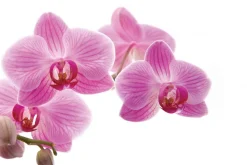 Fototapeta: Różowy kwiat storczyk na białym tle