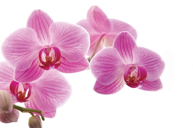 Fototapeta: Różowy kwiat storczyk na białym tle