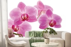 Fototapeta: Różowy kwiat storczyk na białym tle