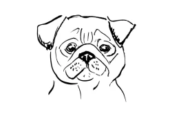 Fototapeta: Rysowany portret psa mopsa