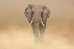 Fototapeta: Słoń idący po pustyni we mgle