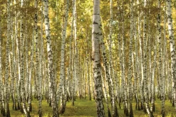 Fototapeta: Słoneczny krajobraz brzozowego gaju