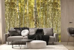 Fototapeta: Słoneczny krajobraz brzozowego gaju