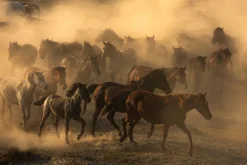 Fototapeta: Stado koni pędzące przez rozległe pole