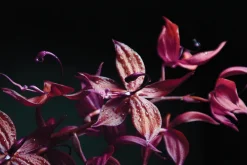 Fototapeta: Storczyk w kolorach różu i fioletu