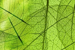 Fototapeta: Struktura liścia w powiększeniu