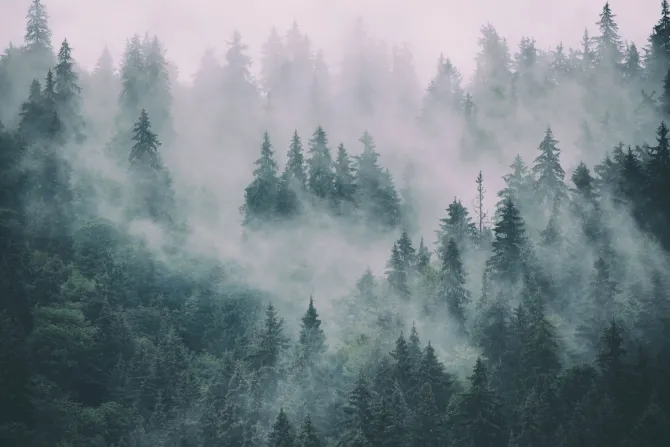 Fototapeta: Styl vintage mglisty las jodłowy