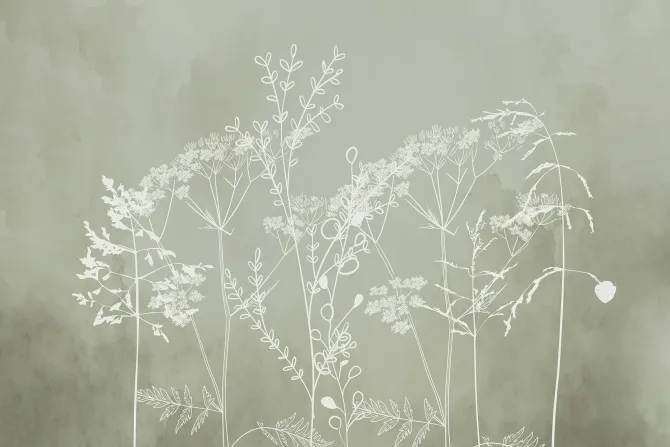 Fototapeta: Subtelne białe trawy na zielonym tle