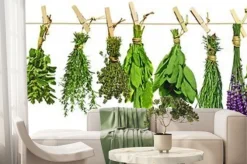 Fototapeta: Suszące się bukiety ziół