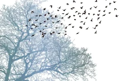 Fototapeta: Sylwetki ptaków i drzewa w minimalistycznym stylu