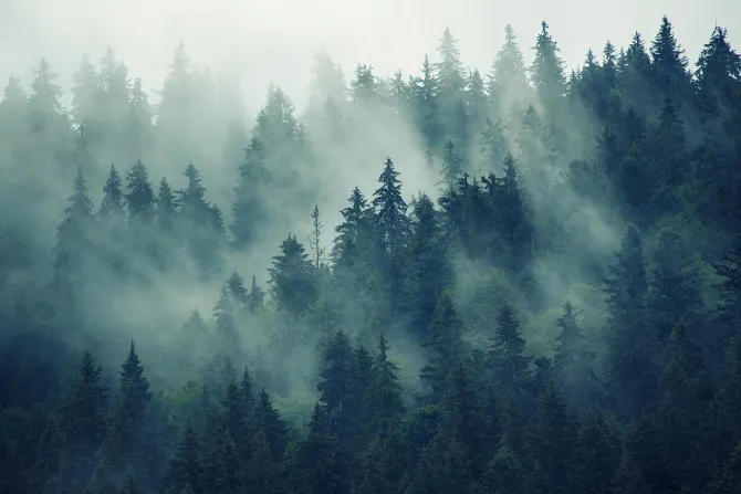 Fototapeta: Tajemniczy jodłowy las w gęstej mgle