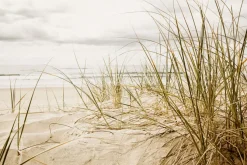 Fototapeta: Trawa na piaszczystej plaży morskiej