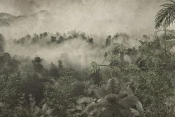Fototapeta: Tropikalna dżungla we mgle