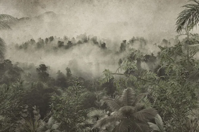 Fototapeta: Tropikalna dżungla we mgle