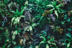 Fototapeta: Tropikalne zielone liście w ogrodzie