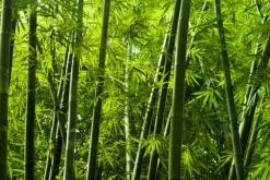 Fototapeta: Tropikalny las bambusowy