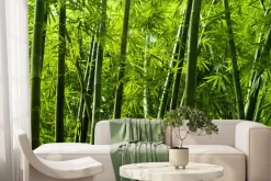 Fototapeta: Tropikalny las bambusowy