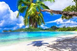 Fototapeta: Tropikalny raj na seszelach wyspy i palmy