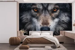 Fototapeta: Twarz wilka widziana z bliska