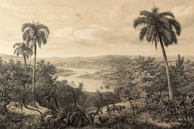 Fototapeta: Vintage palmy w tropikalnej dżungli