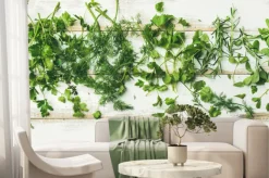 Fototapeta: Świeże zioła na bielonych deskach