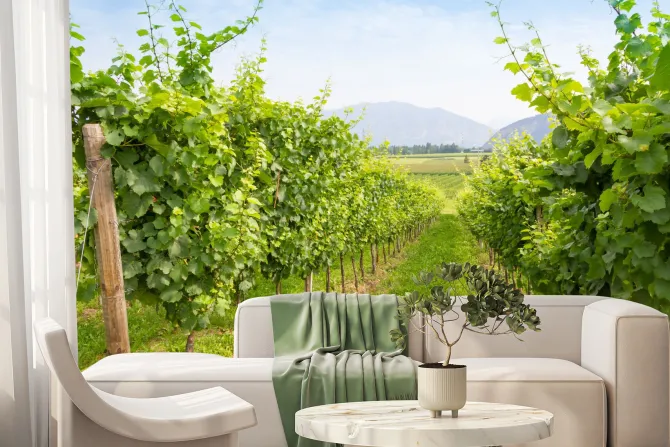 Fototapeta: Winogrona w winnicy