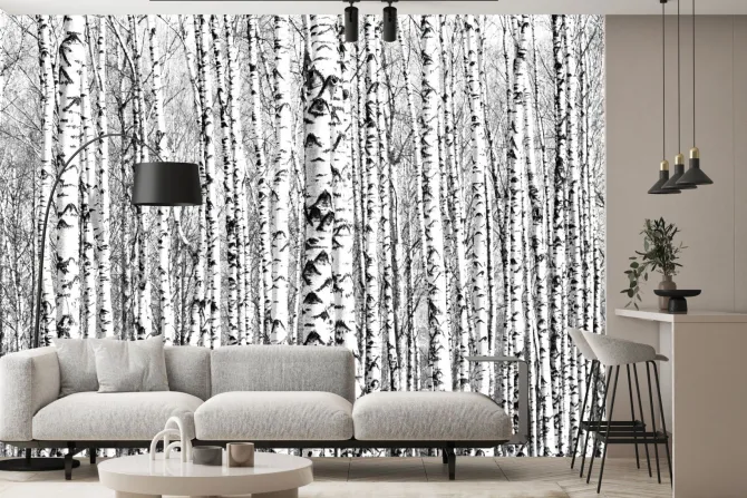 Fototapeta: Wiosenne czarno-białe pnie brzóz