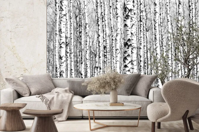 Fototapeta: Wiosenne czarno-białe pnie brzóz