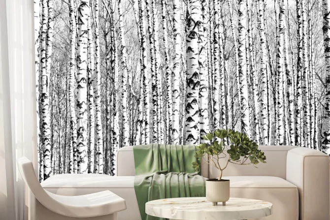 Fototapeta: Wiosenne czarno-białe pnie brzóz