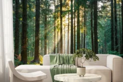 Fototapeta: Wiosenny las z promieniami słońca