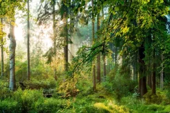 Fototapeta: Wschód słońca w lesie