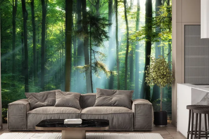 Fototapeta: Wschód słońca w zielonym lesie krajobraz natura