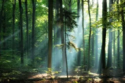 Fototapeta: Wschód słońca w zielonym lesie krajobraz natura