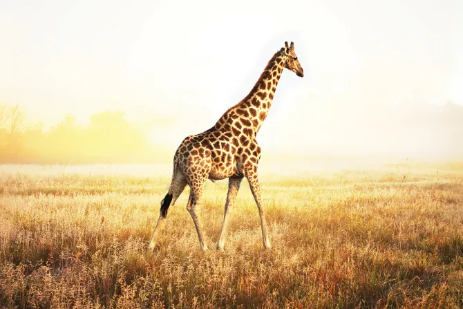 Fototapeta: Żyrafa na słonecznym safari